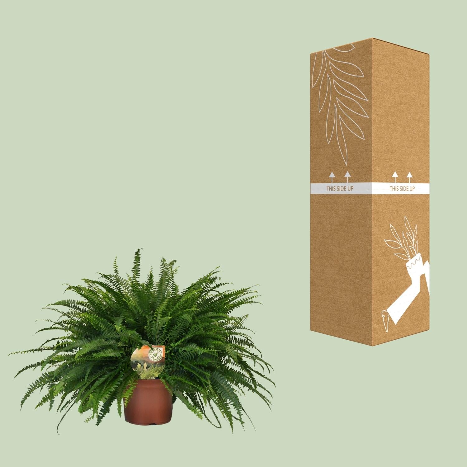 Nephrolepis Dame Verte - Ø19cm - ↕60cm