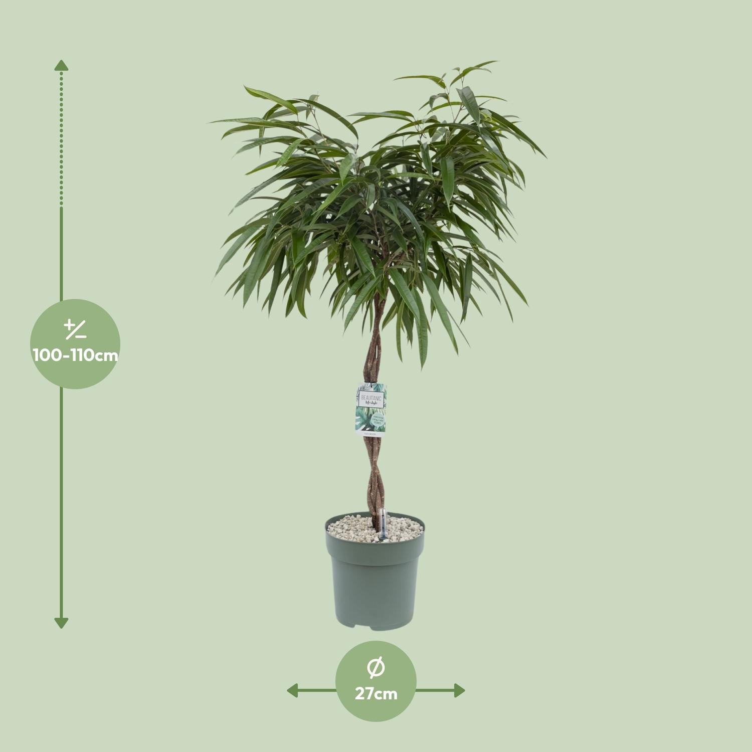 Ficus Mahori – Ø27cm – ↕120cm