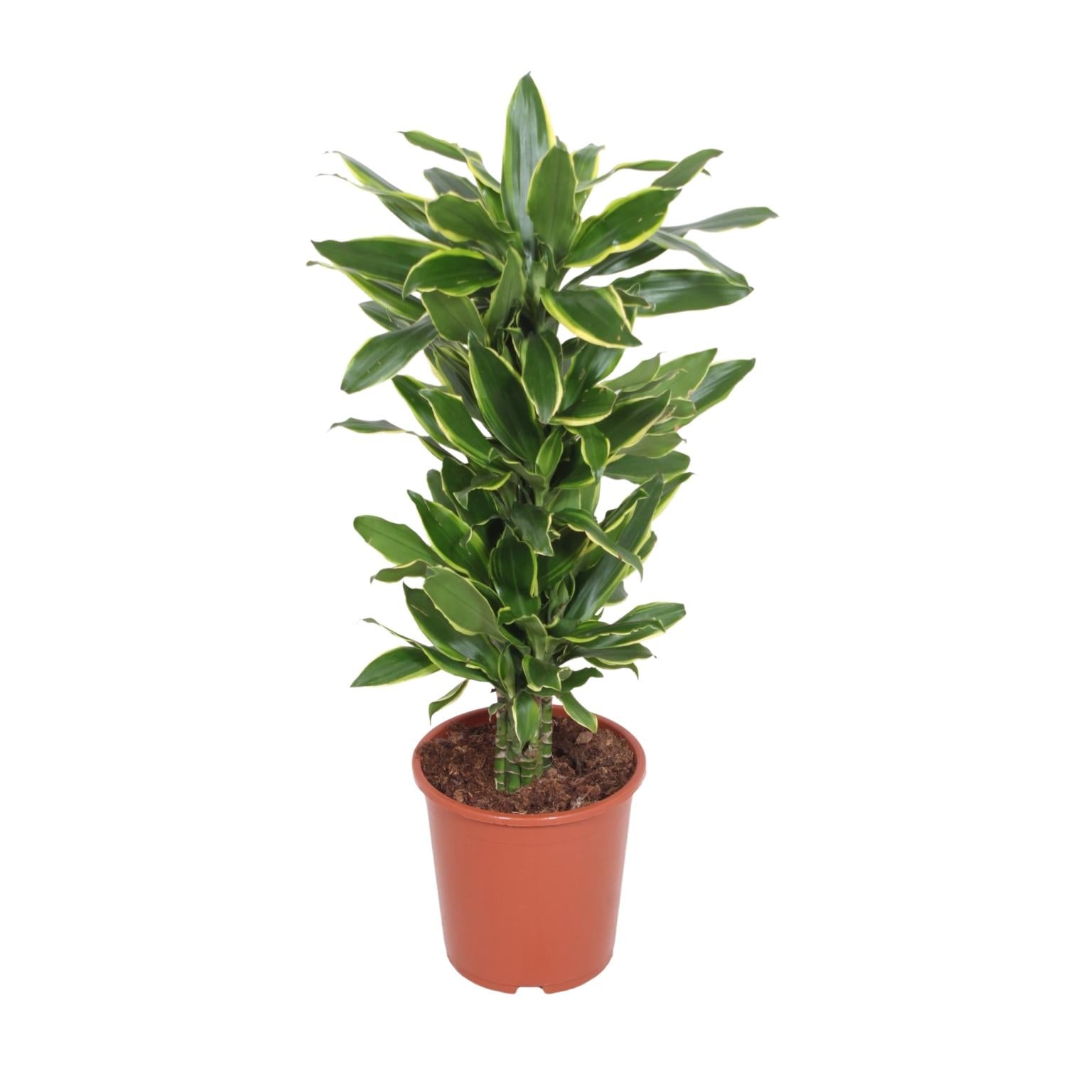 Dracaena Costa Dorata - Ø27cm - ↕110cm