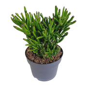 Crassula gollum 17cm