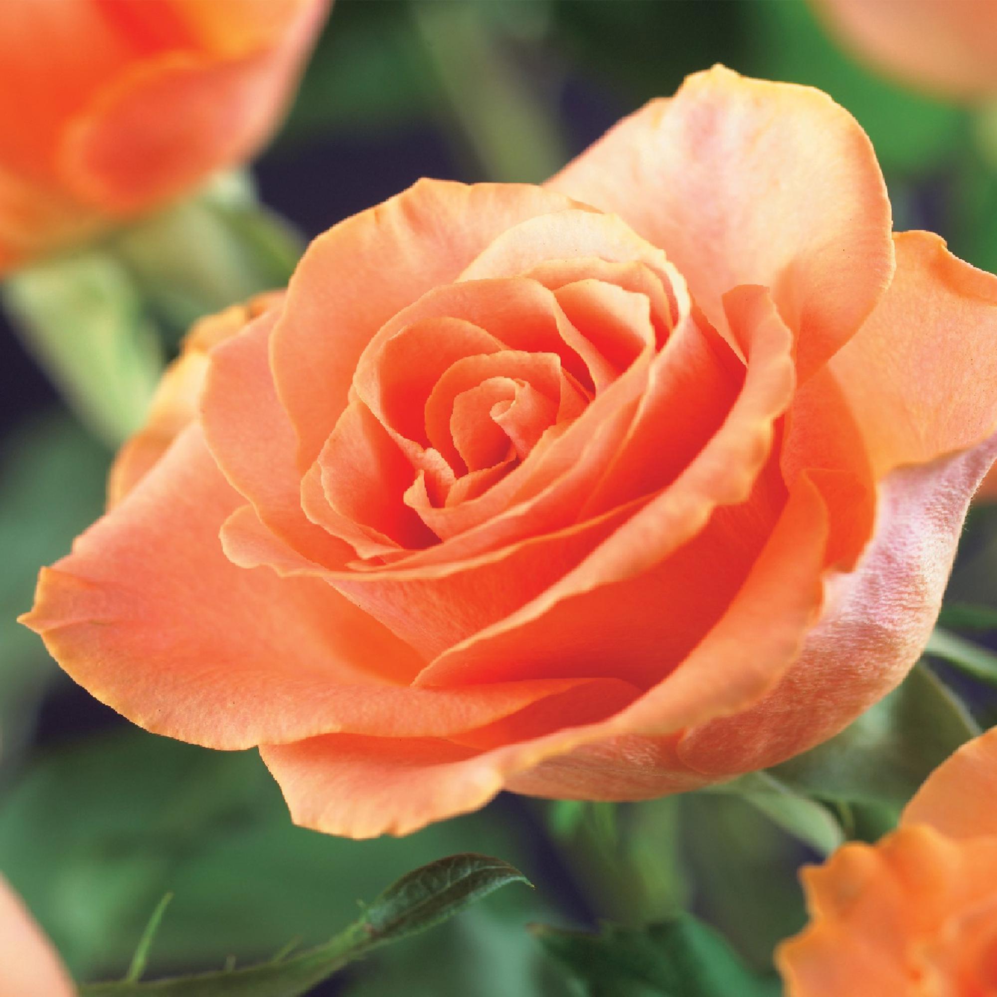 Green boutiQ - Kletterrose - Rosa Orange Climber - Blüte Orange - Pflegeleicht - 2 Pflanzen - Topf 11cm Höhe 40cm