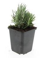 24x Lavandula ang. 'Blu nano' - ↕10-25 cm - Ø9 cm