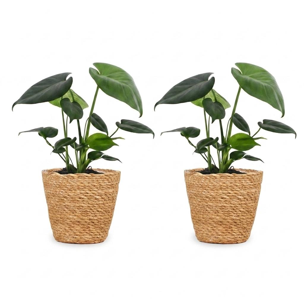 Monstera Deliciosa - Gatenplant - 2x - met Zeegras Mand - Pot 12cm - Hoogte 30cm