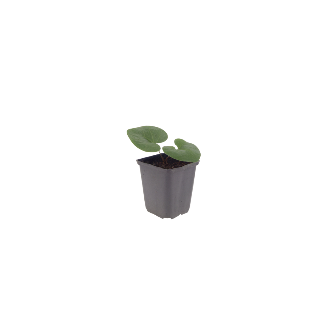 6x Asarum europaeum - ↕10-25cm - Ø9cm