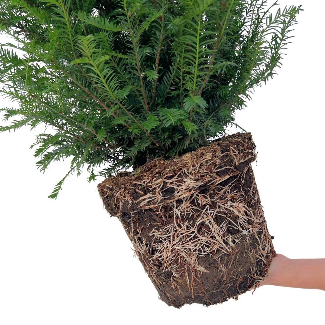 Große Eiben für eine 10 Meter hohe Hecke | - 12L - 25 x | ↨ 80-100 cm