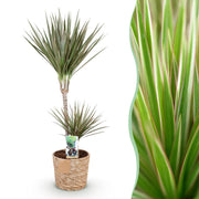 Dracaena Marginata Bicolor - Drakenbloedboom - Weinig onderhoud - met mand - Groen - 1 Plant - Pot 21cm - Hoogte 90-100cm