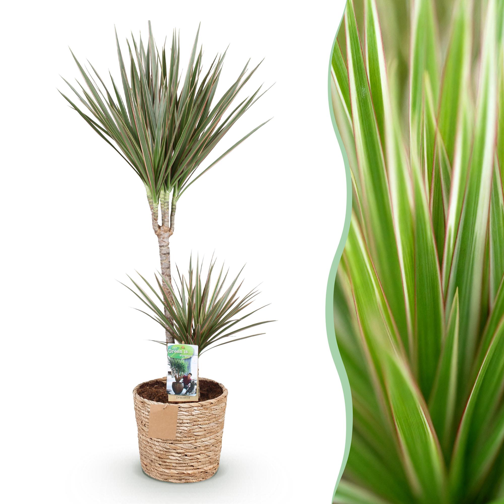 Dracaena Marginata Bicolor - Drakenbloedboom - Weinig onderhoud - met mand - Groen - 1 Plant - Pot 21cm - Hoogte 90-100cm