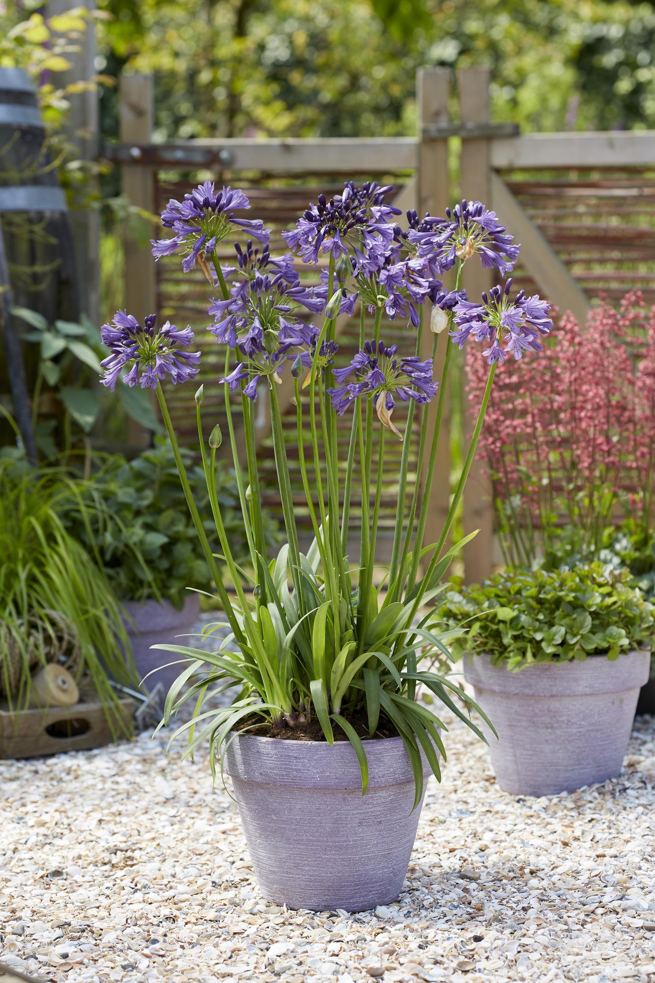 Agapanto 'Poppin Purple' - Ø19 cm - ↕30 cm