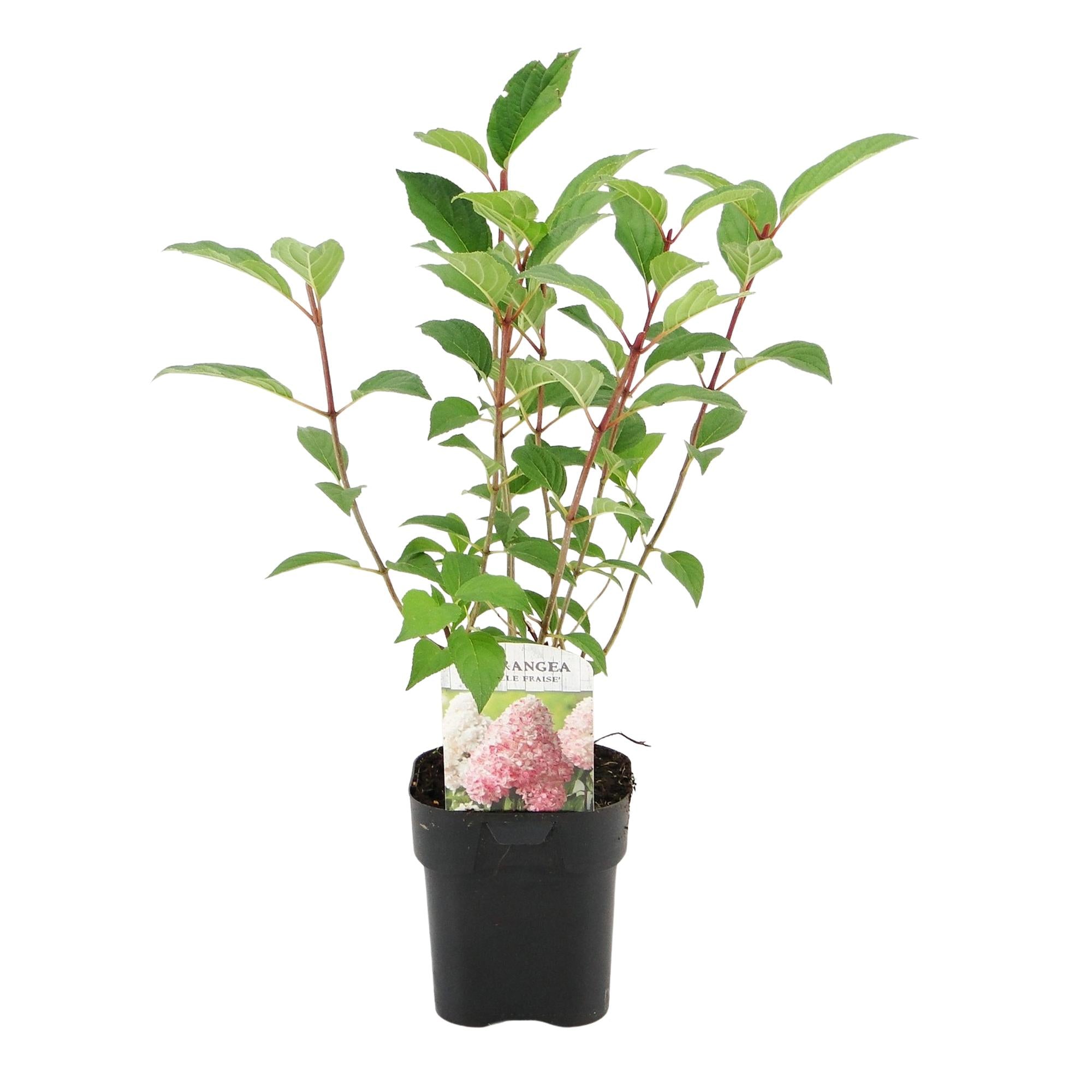 Green boutiQ – Federhortensie (Hydrangea panniculata Vanille Fraise) – Blütenfarbe: Weiß-Rosa – 3 Pflanzen pro m² – Laubabwerfend – Große Blüten – Topf: 17 cm, Höhe: 50 cm