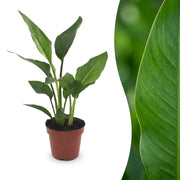 Strelitzia Reginea - Paradijsvogelbloem - Pot 12cm - Hoogte - 35cm