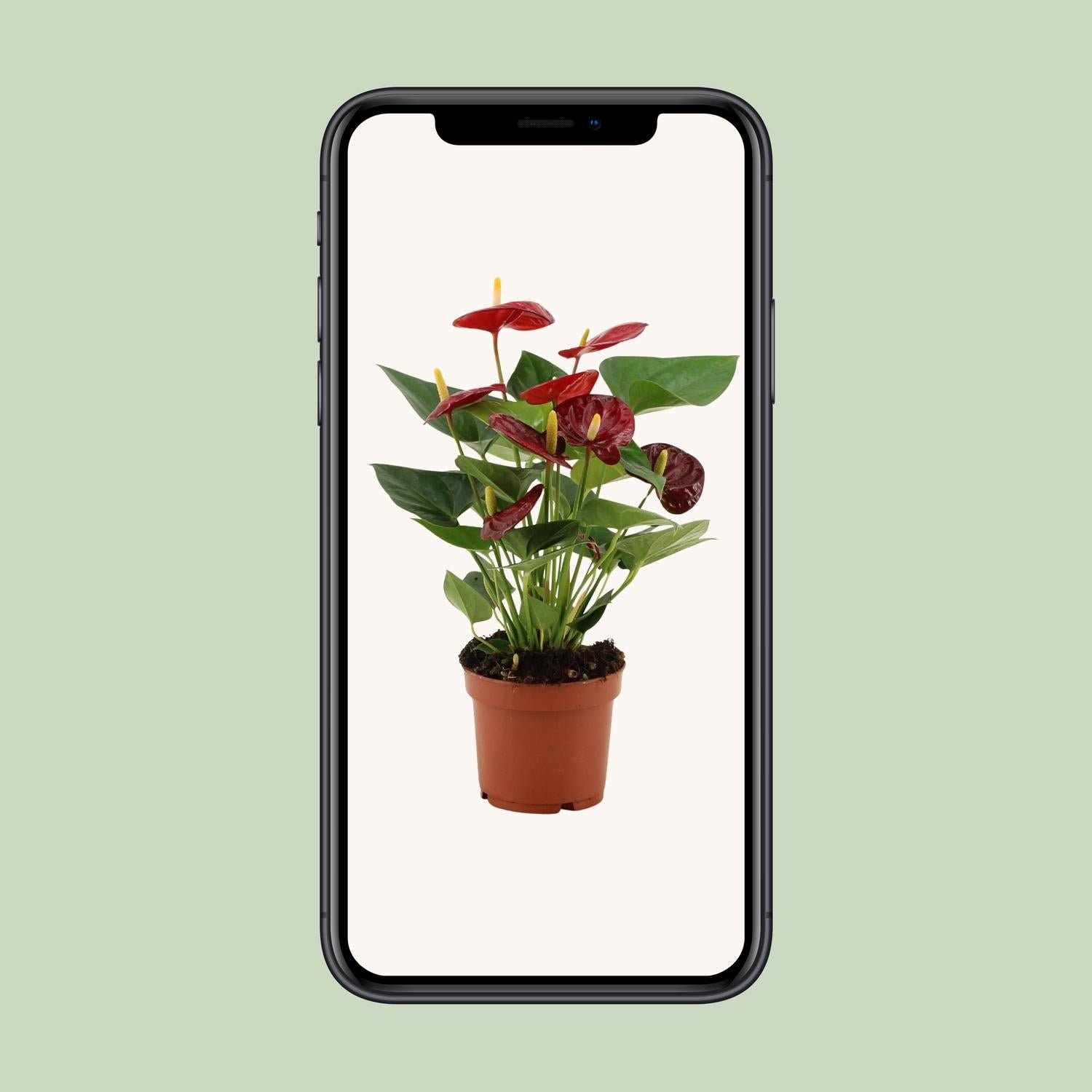 Anthurium Calon in custodia trasparente - Ø12cm - ↕36cm