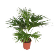 Livistona Chinensis - 150 cm - ø24