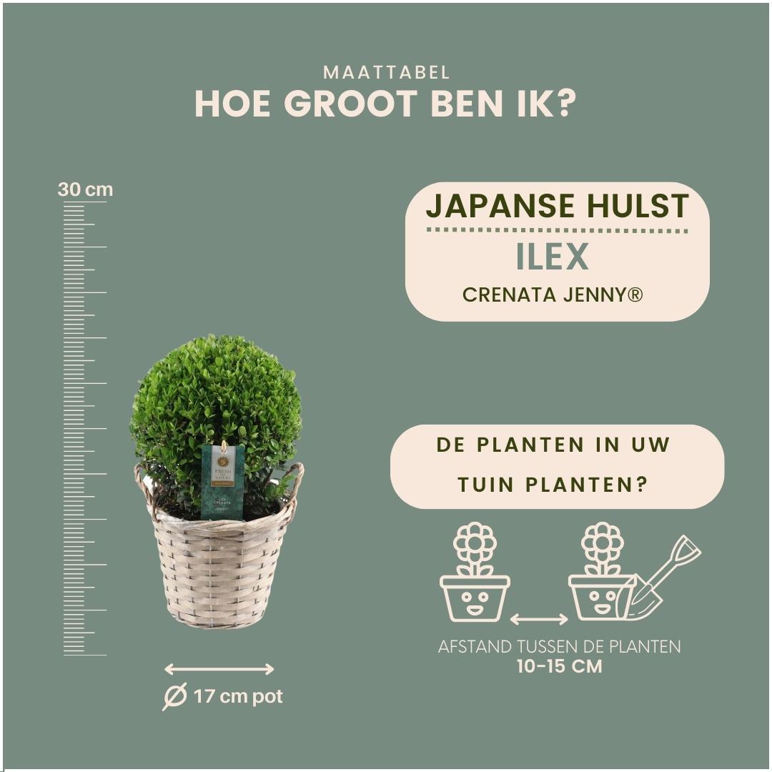 2 bulbos de Ilex crenata 'Jenny' en cesta de mimbre | Juego de 2 | 20 cm de diámetro