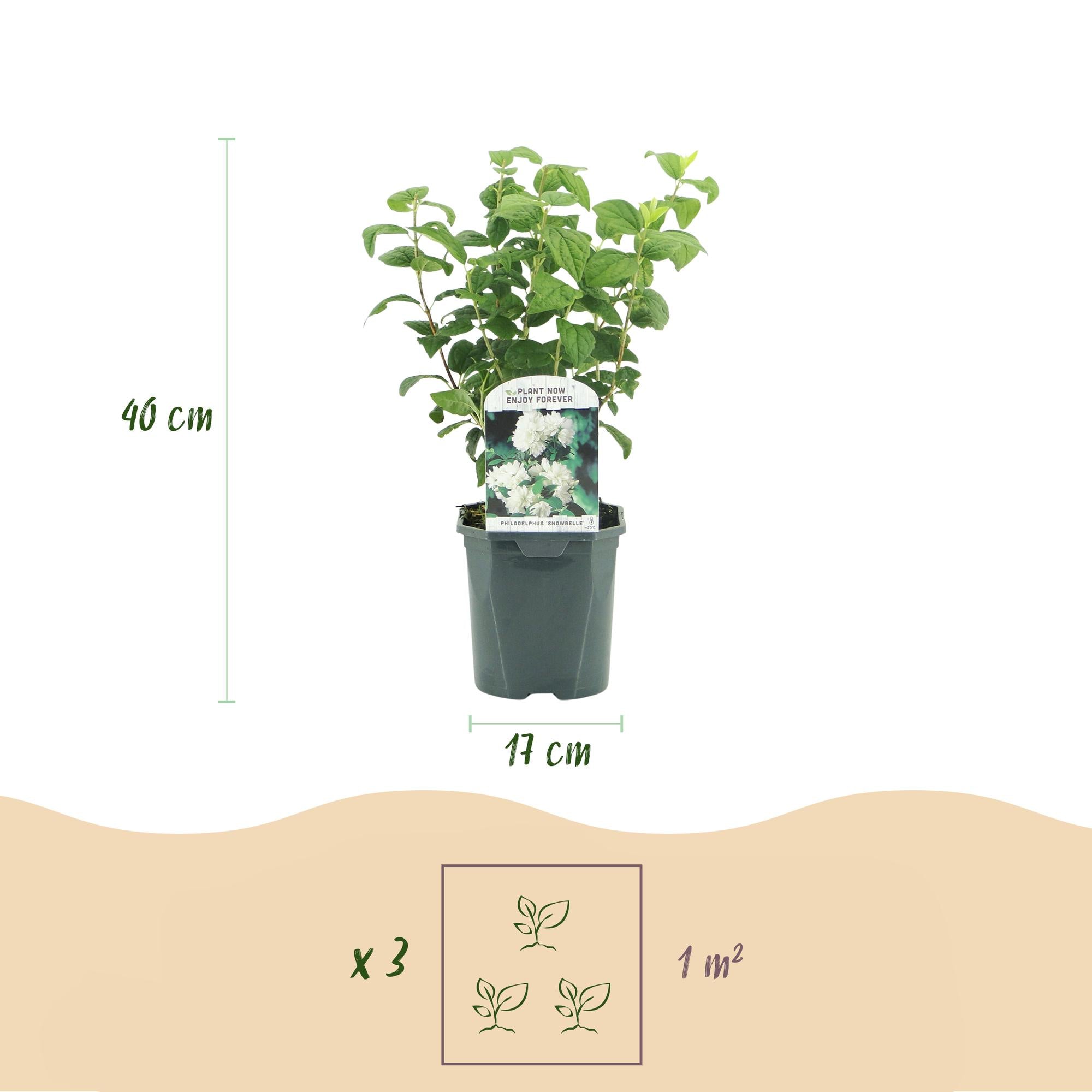 Boerenjasmijn - Philadelphus Snowbelle - Bloem Wit - 1 Plant - Bladverliezend - Weinig Onderhoud - Pot 17cm Hoogte 45cm