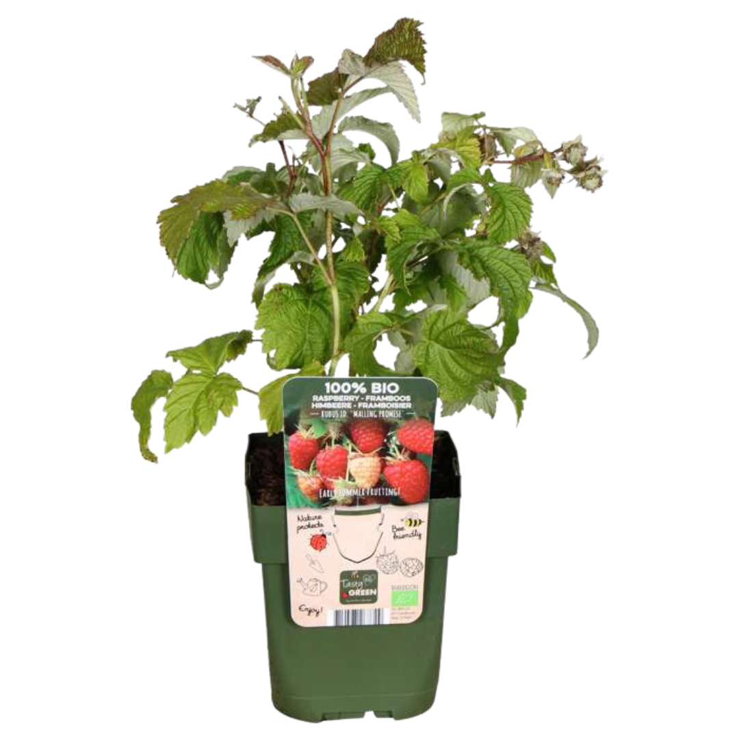 3 plants de framboisiers bio - Ø 13 cm - ↨ 20 cm