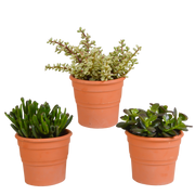 Crassula mix 10,5 cm - 3x - in terracotta pot