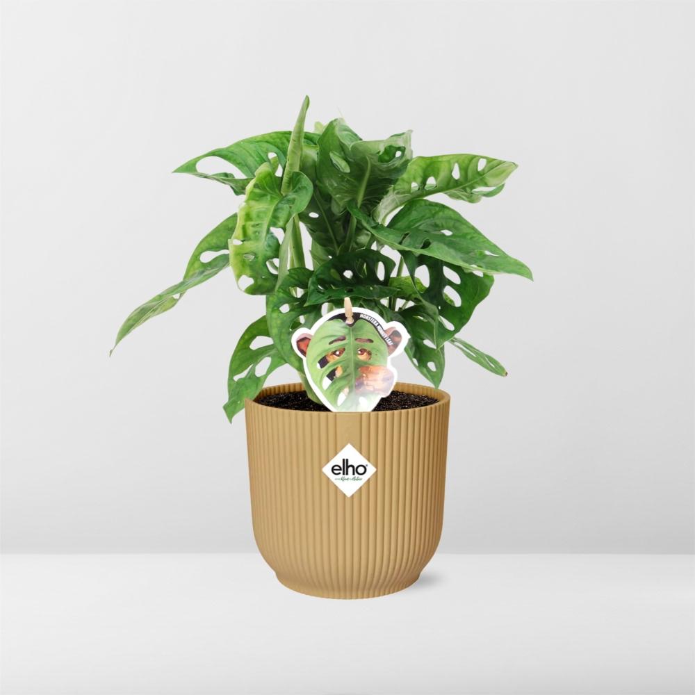 Monstera 'Monkey Leaf' in ELHO Vibes Fold 14cm gelb