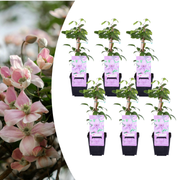 Clematis ‘Hagley Hybrid’ – P9-Topf – wunderschöne rosa blühende Kletterpflanze (6 Stück)