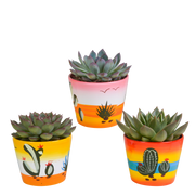 Echeveria mix 10.5 cm - 3x - in Mexicaanse pot