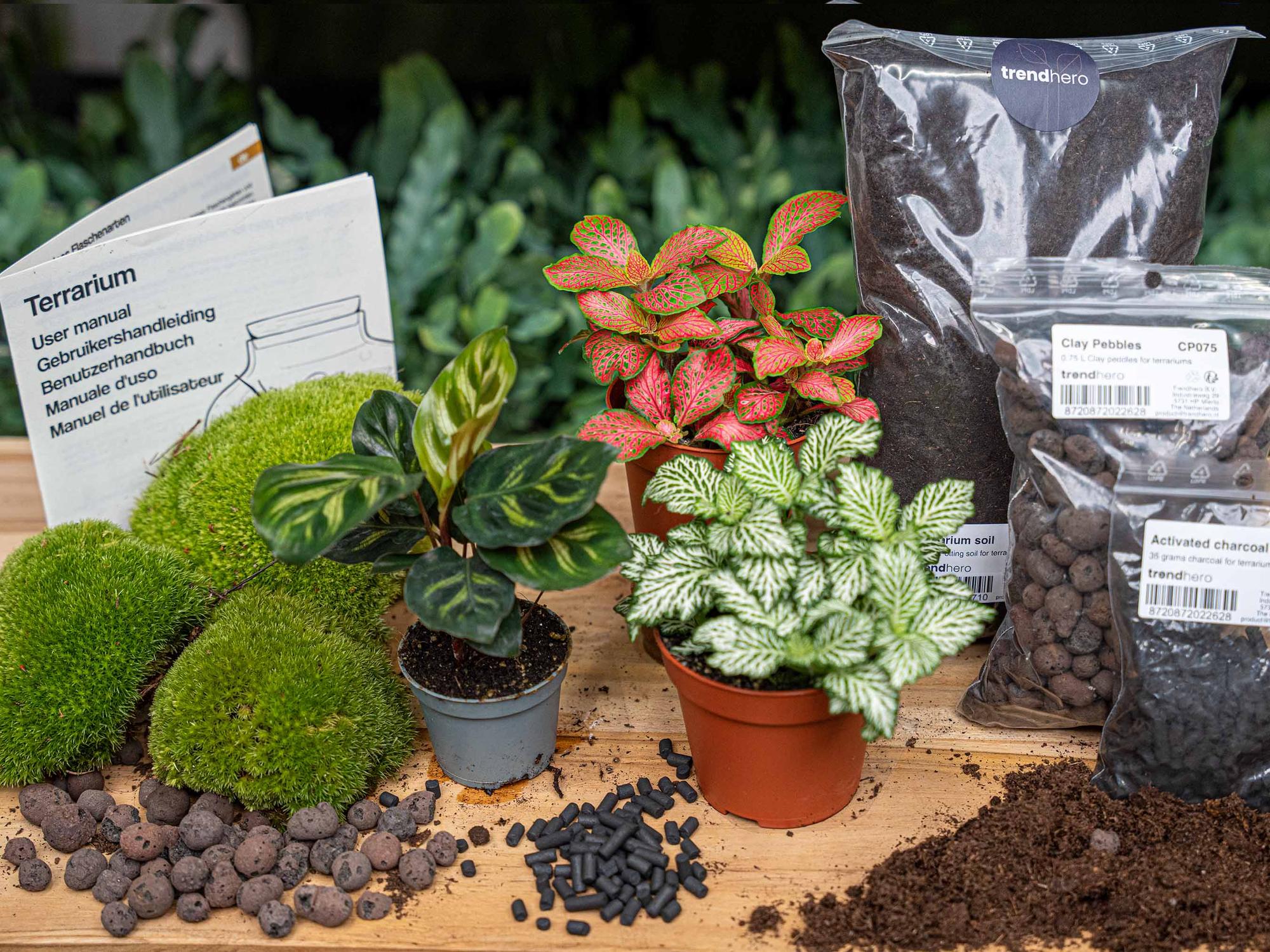 Plant terrarium kit - Calathea Makoyana - Refill & Starter Kit - DIY - Package 2