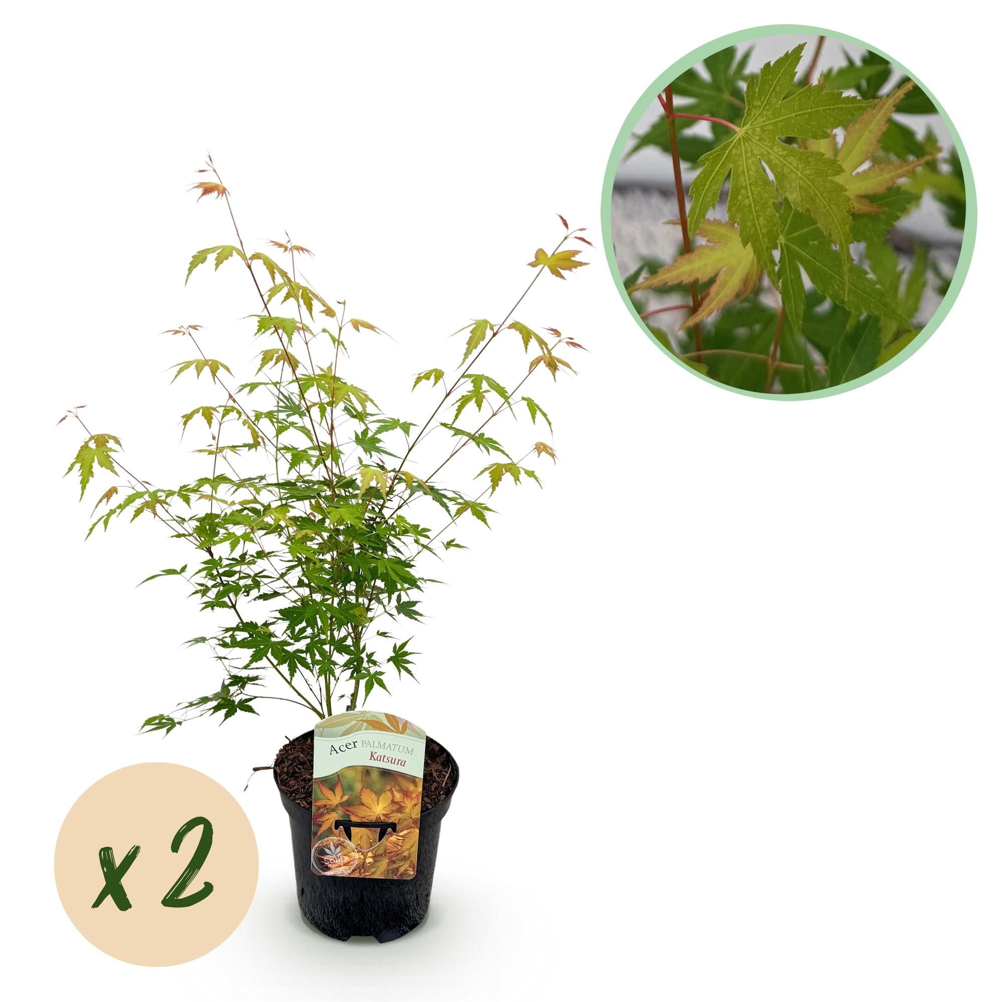 Green boutiQ – Terrassenpflanze – Japanischer Ahorn (Acer palmatum Katsura) – Orange – 2 Pflanzen – Laubabwerfend – Topf 19 cm, Höhe 70 cm