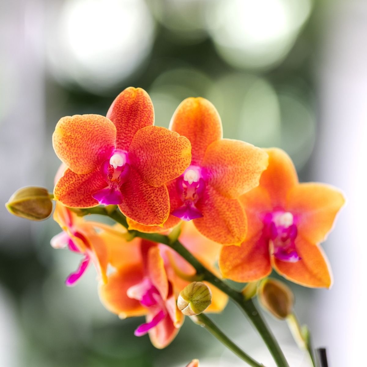 Kolibri Orchids | Combi Deal - 4 Oranje Geurende Phalaenopsis Orchideeën Fragrance Bolgheri - Ø9 cm