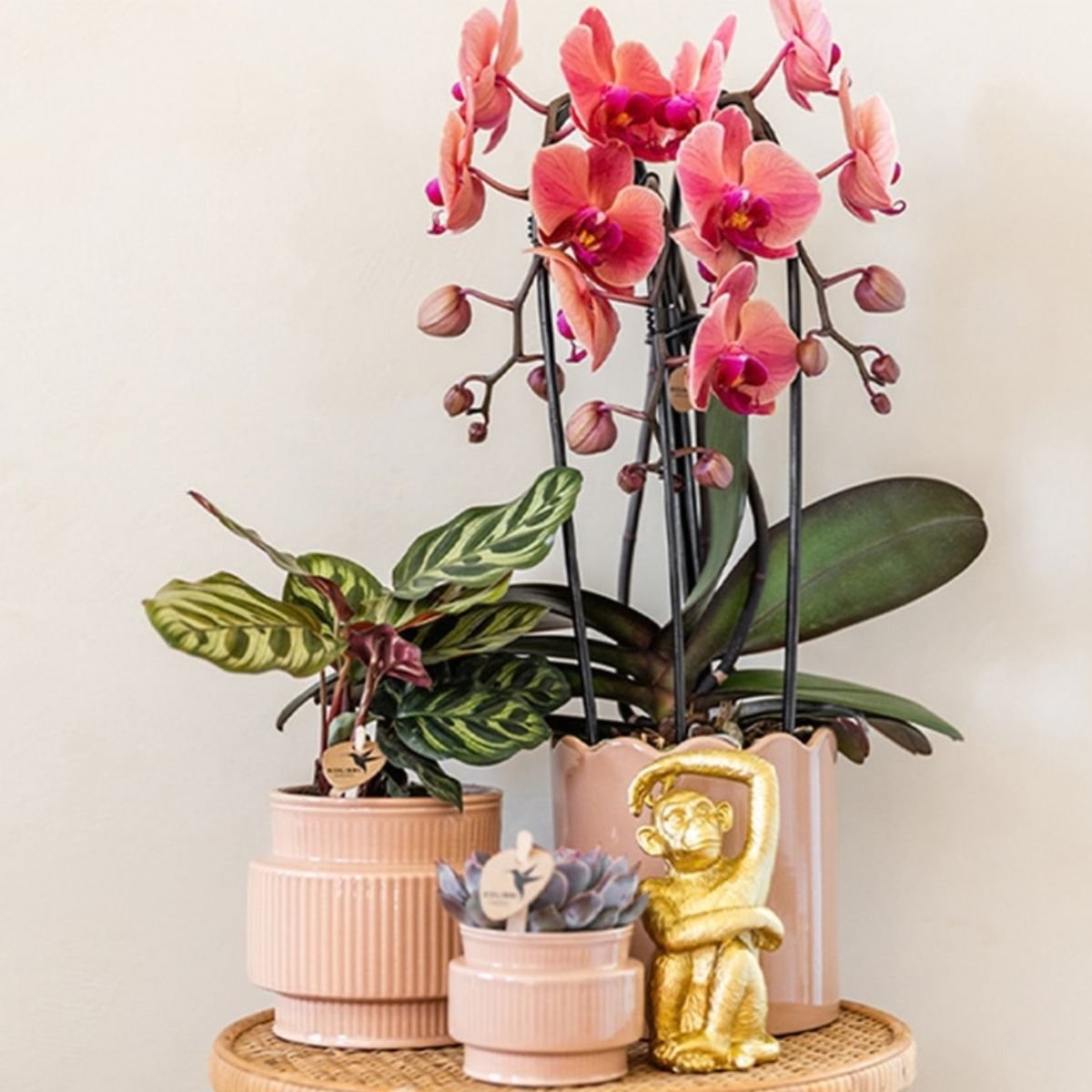 Kolibri Orchids | Combi Deal - 4 Zalmroze Phalaenopsis Orchideeën Niagara Fall Narbonne - Ø12 cm