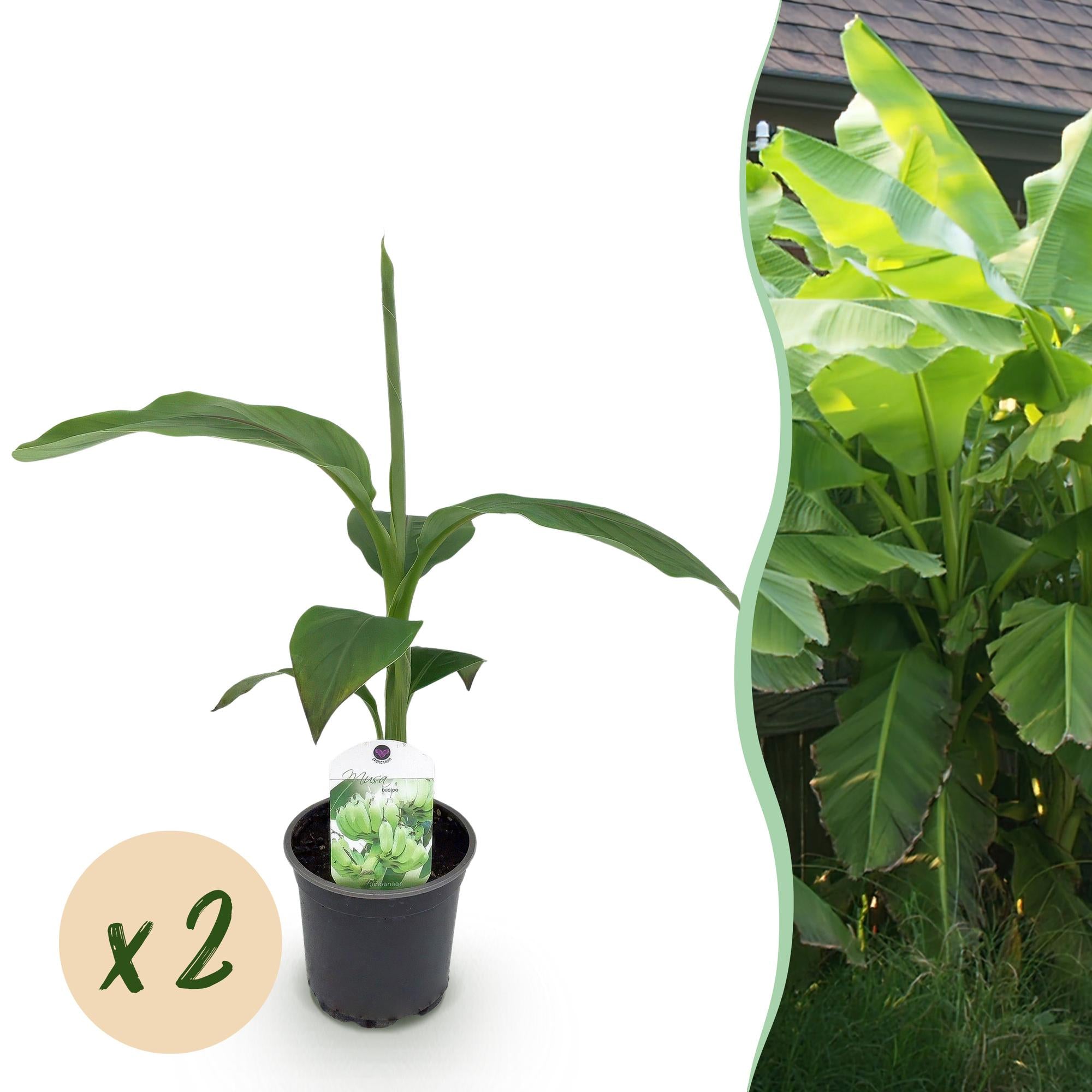 Bananen plant - Musa Basjoo - Winterhard - 2 planten - Pot 12cm Hoogte 30cm