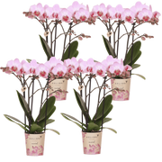 Kolibri Orchids | Combi Deal - 4 Roze Phalaenopsis Orchideeën Mineral Antwerpen - Ø9 cm