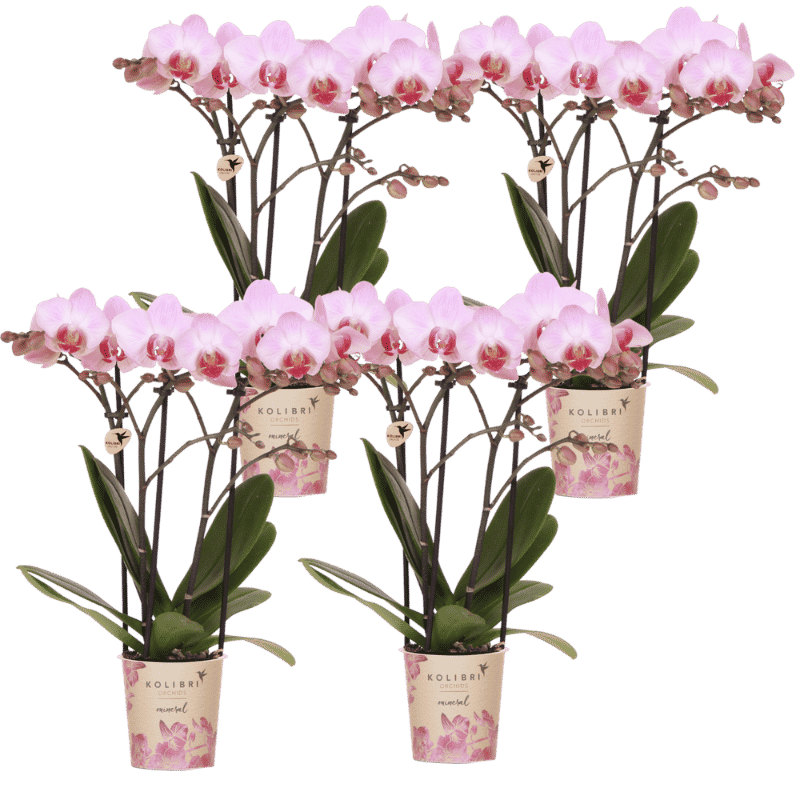 Kolibri Orchids | Combi Deal - 4 Roze Phalaenopsis Orchideeën Mineral Antwerpen - Ø9 cm