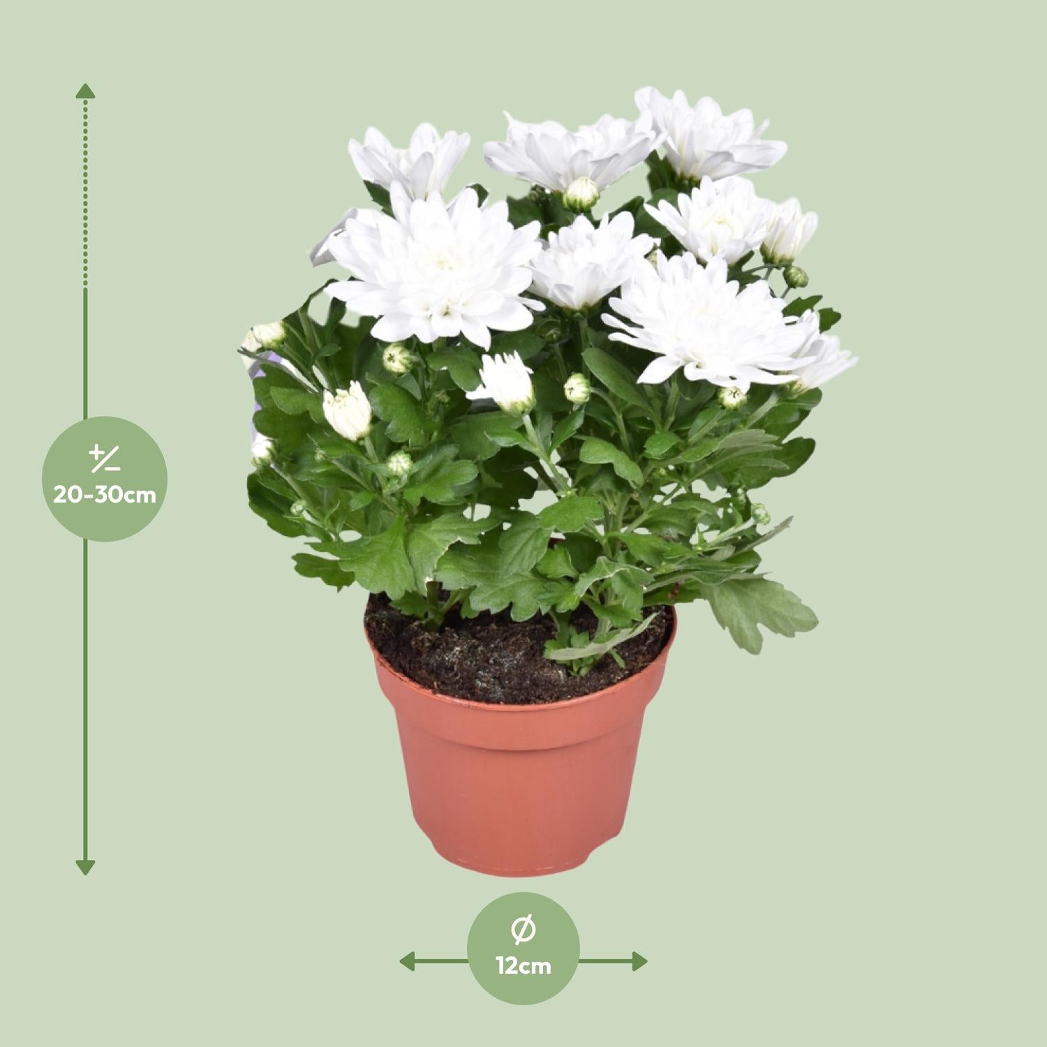 Crisantemo Brave - Ø12cm - ↕26cm