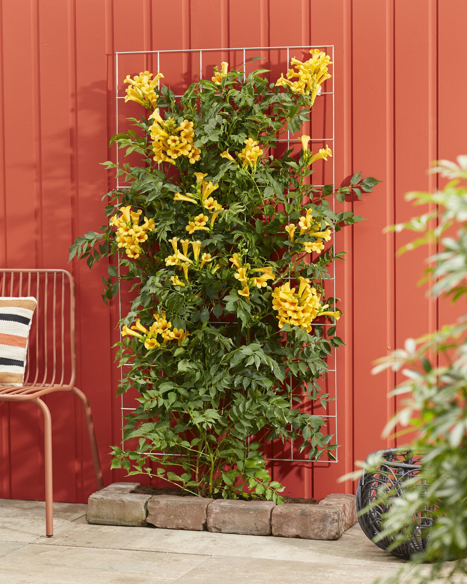 Campsis Summer Jazz « Trompette dorée » - Ø15cm - ↕65cm