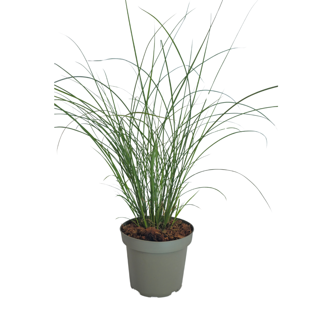 6x Miscanthus sinensis ‘Gracillimus’ – Elegant prachtriet met sierlijk overhangend blad | Potmaat 12 cm