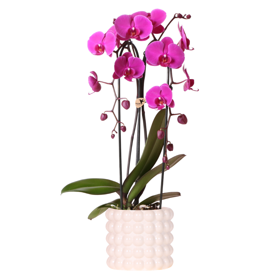 Kolibri Orchids | Paarse Freeride Niagara Falls orchidee + Poppy White sierpot – potmaat Ø12cm | bloeiende kamerplant – vers van de kweker