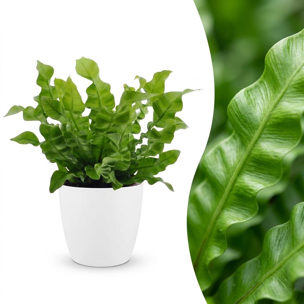Asplenium Crispy Wave - Asplenium Crispy Wave - met Potter Wit - Pot 12cm - Hoogte - 30cm