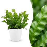 Asplenium Crispy Wave - Asplenium Crispy Wave - met Potter Wit - Pot 12cm - Hoogte - 30cm