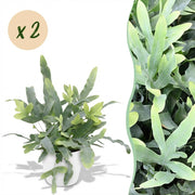 Phlebodium aureum Blue Star - Blauwe Varen - Huisdiervriendelijke Plant - Blauw - 2 Planten - met Potter Wit - Pot 12cm - Hoogte 25cm