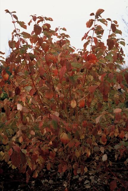 24x Cornus sang. 'Midwinter Fire' - ↕10-25cm - Ø9cm
