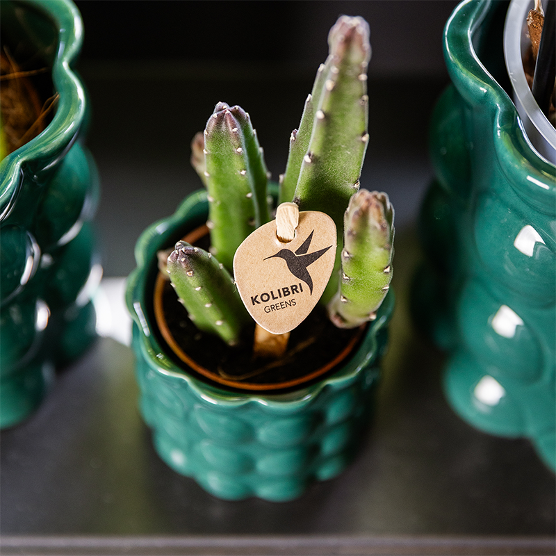 Kolibri Home | Cotton Shine sierpot - Green - Ø6cm