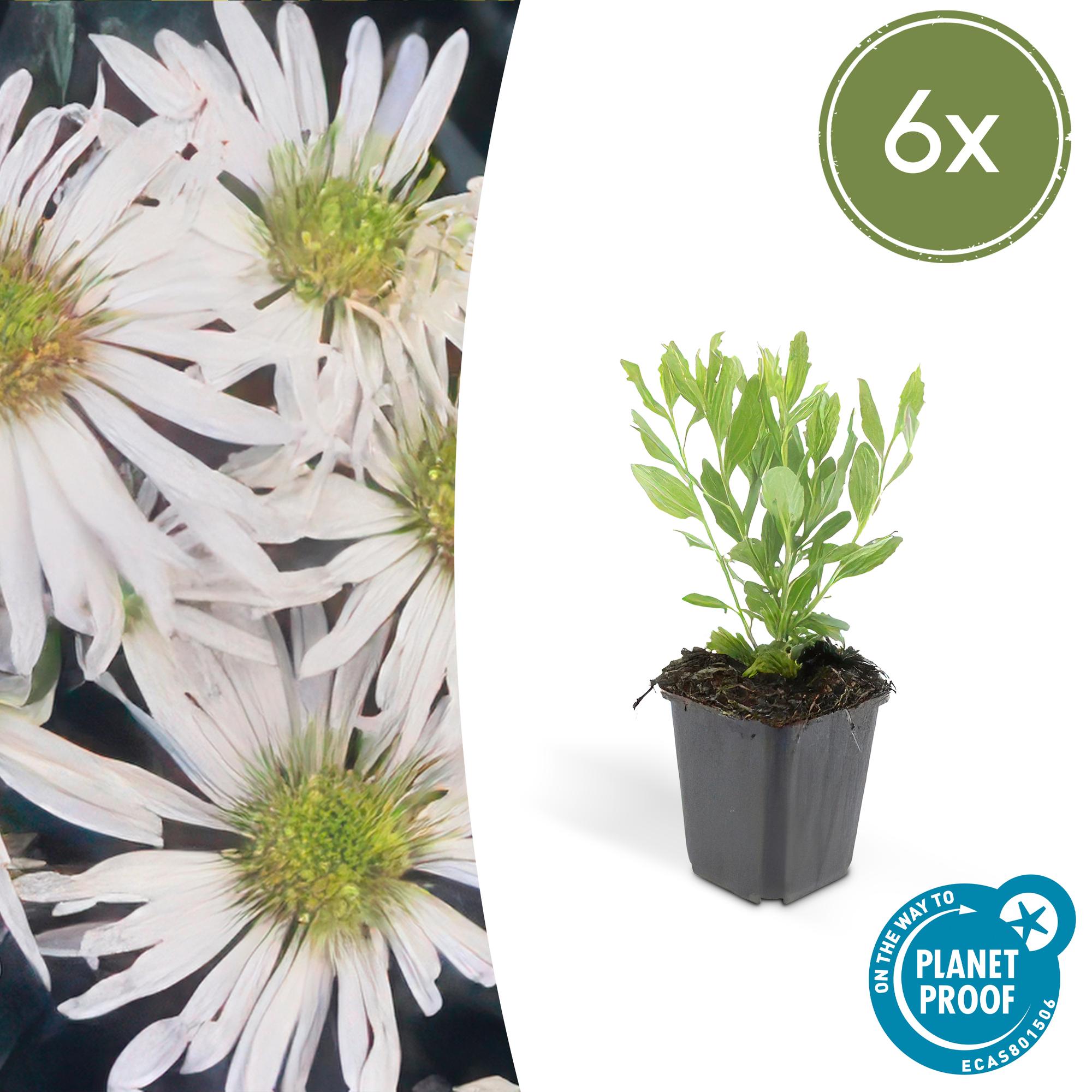 6x Aster ageratides 'Ashvi' - ↕10-25cm - Ø9cm