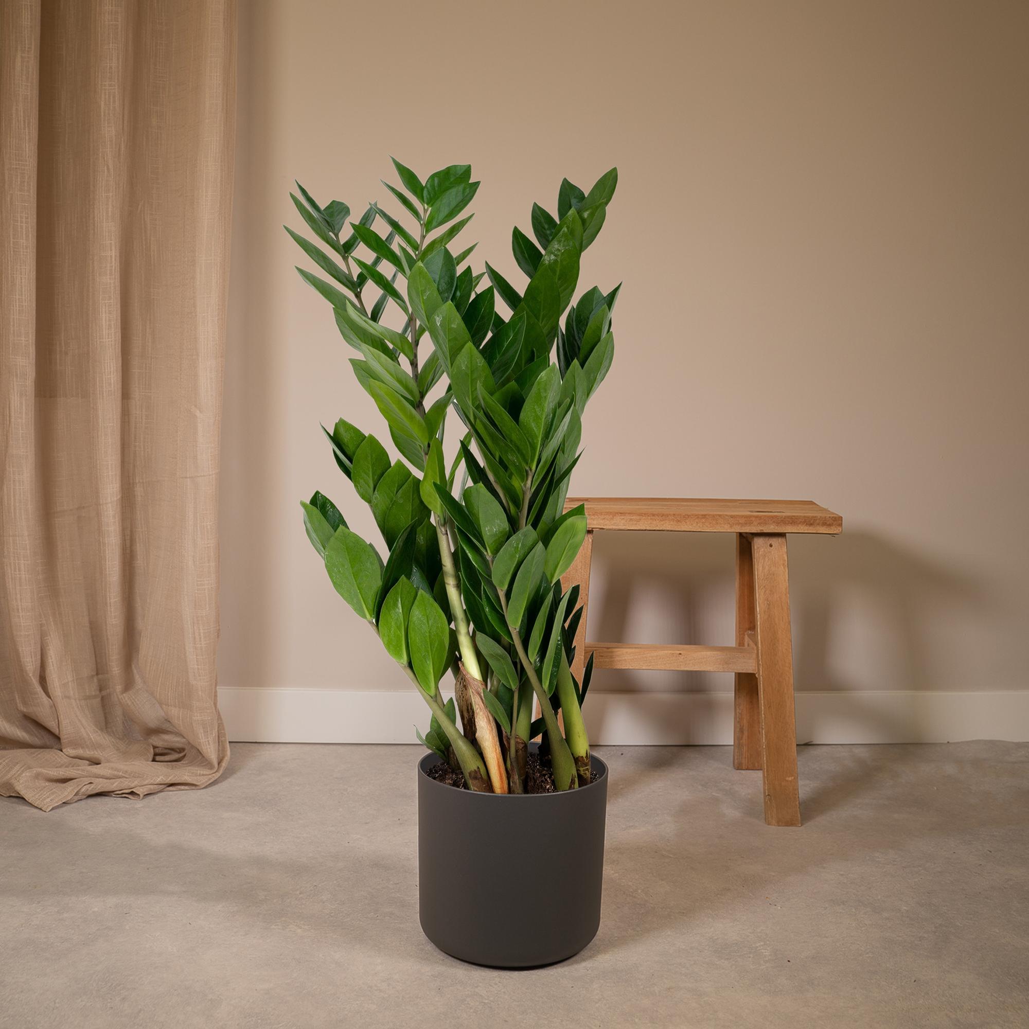 Zamioculcas Zamiifolia - Ø17 cm - ↕70 cm