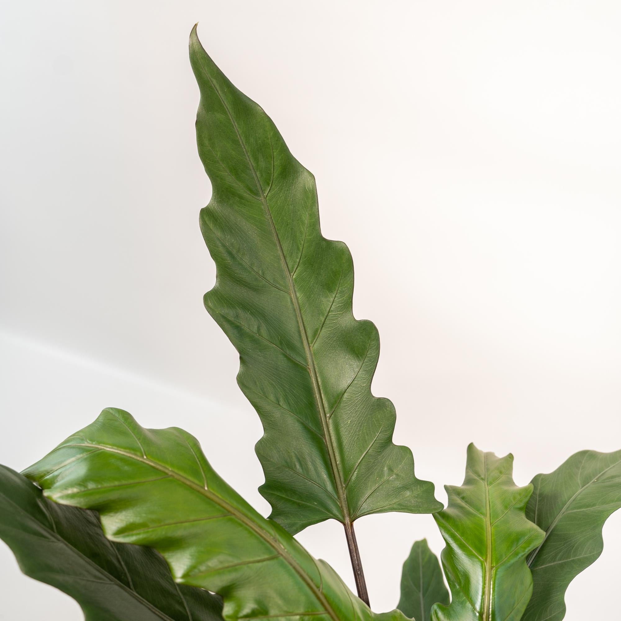 Alocasia Lauterbachiana - Ø19cm - ↕80cm + Panier Igmar