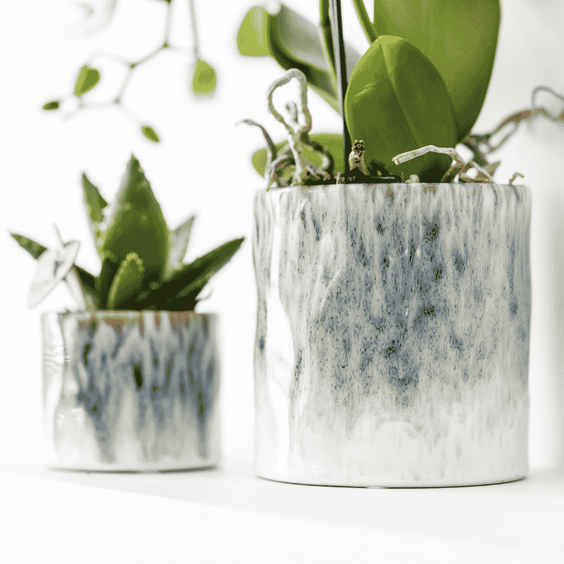 Kolibri Orchids | Witte Amabilis orchidee cadeauset - incl. giftbox, orchidee & sierpot - Ø9cm