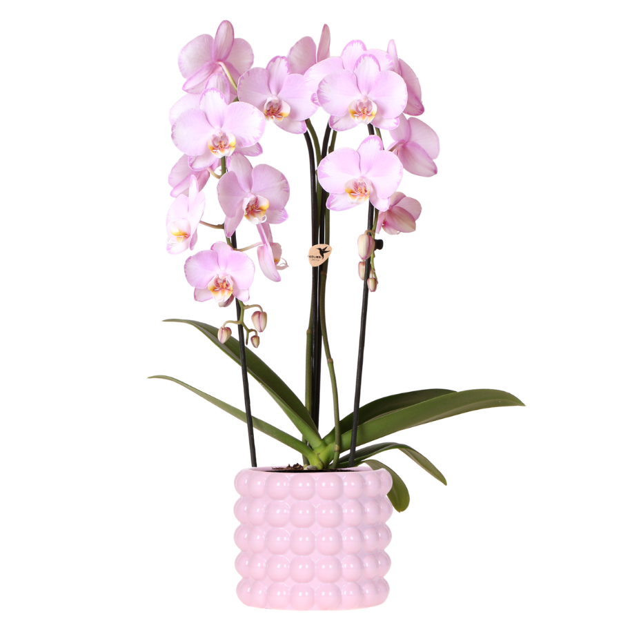 Kolibri Orchids | Roze Niagara Falls orchidee + Poppy roze sierpot – potmaat Ø12cm | bloeiende kamerplant – vers van de kweker