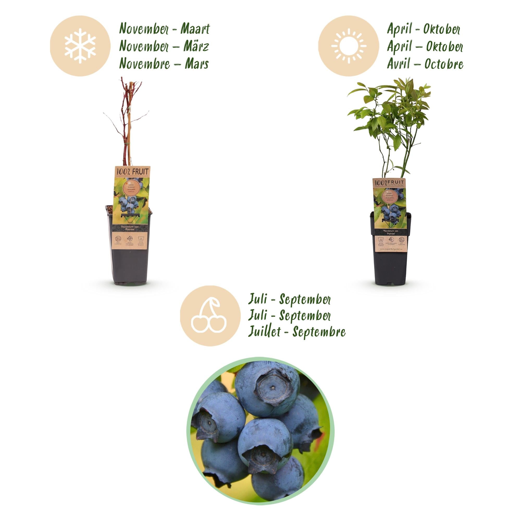 Vaccinium corymbosum Patriot - Bosbes - Winterhard - Blauwe Bes - 2 Planten - Pot 15cm - Hoogte 50cm