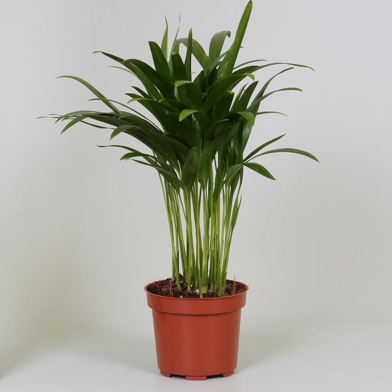Areca Dypsis - Ø12 cm - ↕35 cm