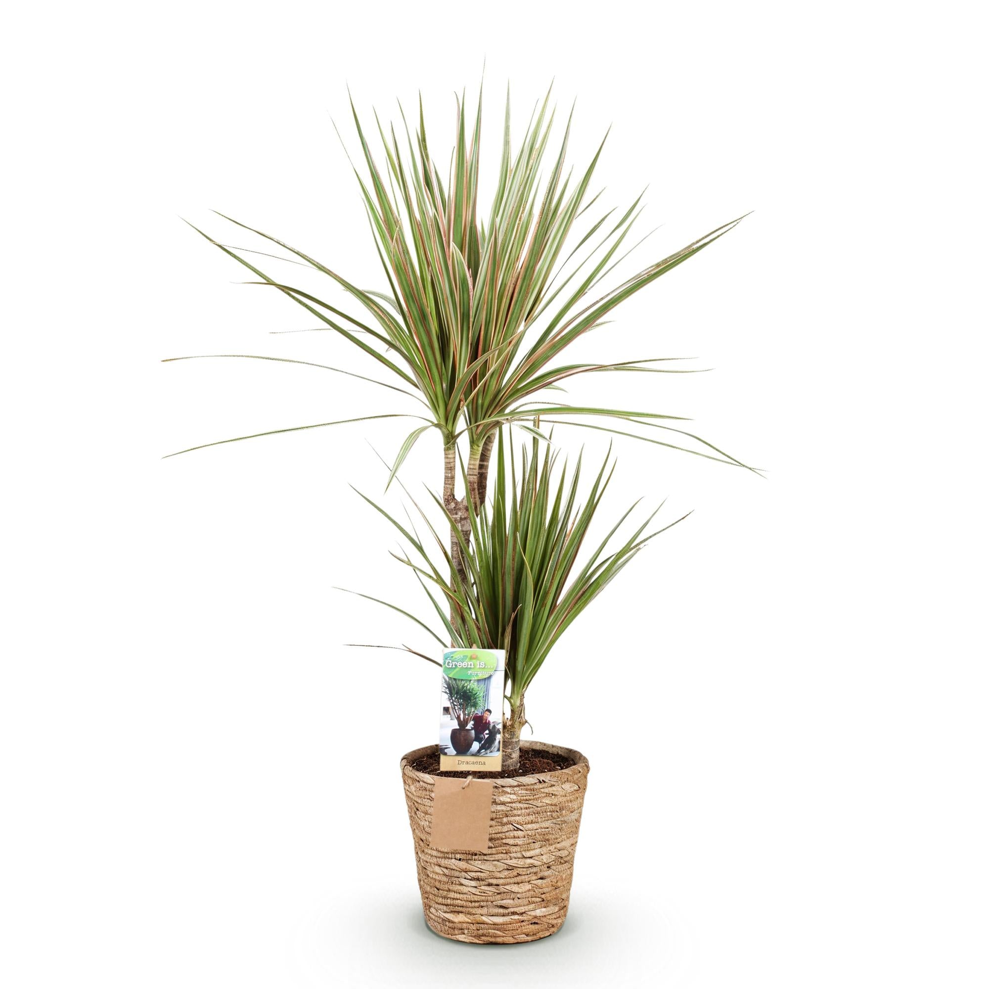 Dracaena Marginata Bicolor - Drakenbloedboom - Weinig onderhoud - met mand - Groen - 1 Plant - Pot 17cm - Hoogte 70-75cm