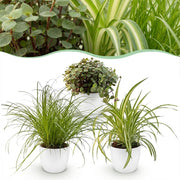 Plantenbox - Cyperus - Calissia - Chlorophytum - 3 Planten - met Potter Wit - Pot 12cm - Hoogte 20cm