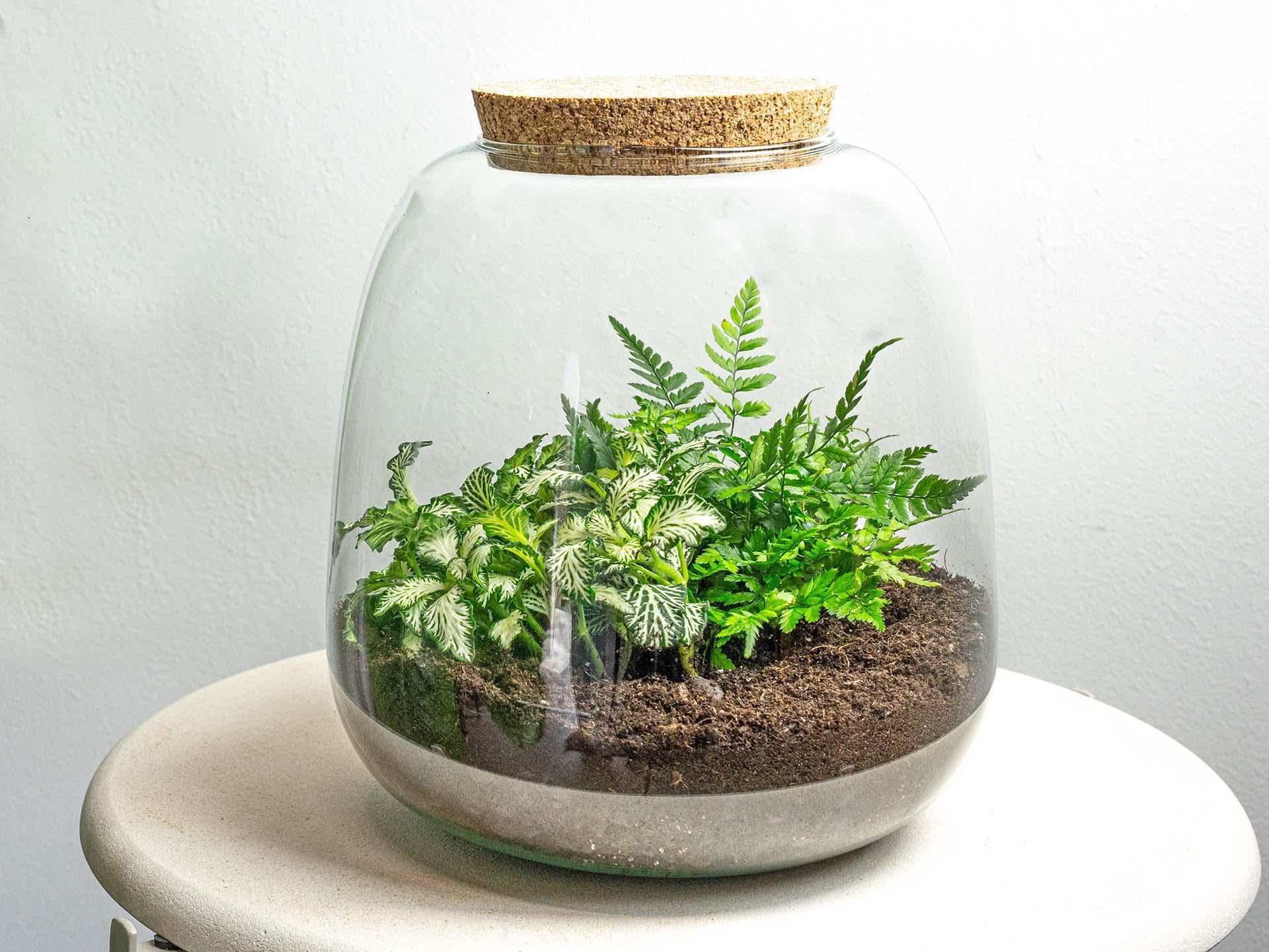 Pflanzenterrarium – Emma Mini – DIY-Set – ↑ 20 cm – Ø 19 cm – Fittonia White Tiger