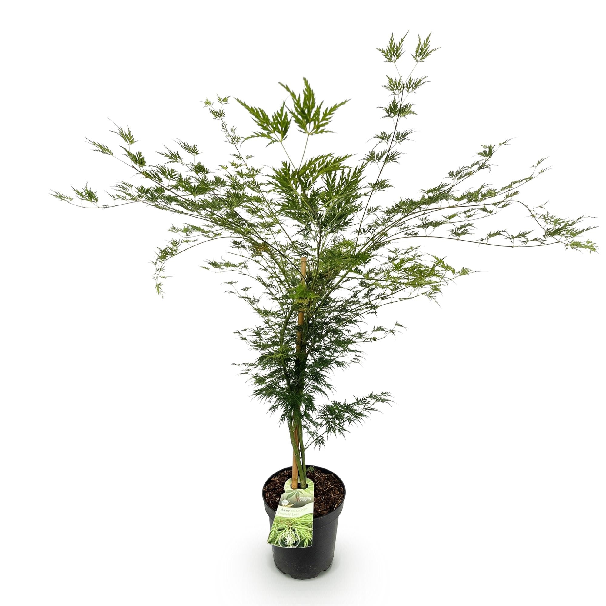 Acer palmatum Emerald Lace - Japanse Esdoorn - Bladverliezend - Groen - 1 - Pot 26cm - Hoogte 90cm